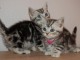 chatons british shorthair contre bon soin