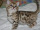  2 magnifiques chatons bengal