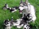 Magnifiques chiots husky sibérien disponible de suite