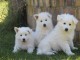 Chien Berger blanc suisse femelle à donner