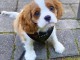 Chiots Cavalier King Charles Spaniel