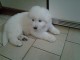 Chiots Berger Blanc Suisse