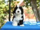 Bichon Bichon Havanais chiots
