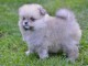 Spitz de Poméranie chiots