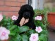 Caniche Toy chiots à vendre