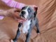 Pit Bull Terrier Américain chiots