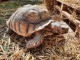 Tortue Sillonnée "Sulcata"