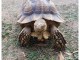 A donner Tortue Sillonnée "Sulcata"