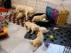 Adorable chiots Goldeen retriever