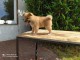 chiot Akita disponible de suite