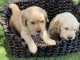 chiots golden retriever