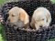 chiots golden retriever