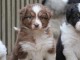 Chiots Berger Australien