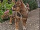 Laïka de Sibérie occidentale chiots