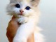 Chatons ragdoll a donner