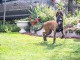 Berger Belge Malinois chiot