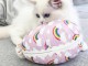 Chatons ragdoll a donner