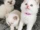 Chatons ragdoll a donner