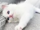 Chatons ragdoll a donner