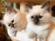 Chatons ragdoll a donner 