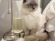 Chatons ragdoll a donner