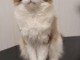 Chatons ragdoll a donner 