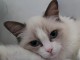 Chatons ragdoll a donner 