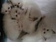 Chatons ragdoll a donner 