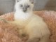 Chatons ragdoll a donner 