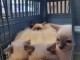 Chatons ragdoll a donner 