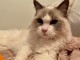 Chatons ragdoll a donner 