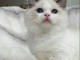 Chatons ragdoll a donner 