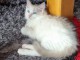 Chatons ragdoll a donner 