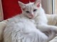 Chatons ragdoll a donner 