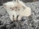 Chatons ragdoll a donner 