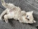 Chatons ragdoll a donner 