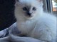 Chatons ragdoll a donner 