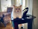 Chatons ragdoll a donner 