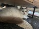 Chatons ragdoll a donner 