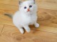 Chatons ragdoll a donner 