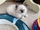 Chatons ragdoll a donner 