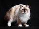 Chatons ragdoll a donner 