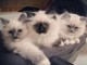 Chatons ragdoll a donner 