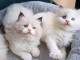 Chatons ragdoll a donner 