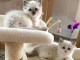 Chatons ragdoll a donner 