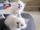 Chatons ragdoll a donner 