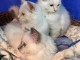 Chatons ragdoll a donner 