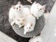 Chatons ragdoll a donner 