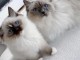 Chatons ragdoll a donner 