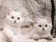 Chatons ragdoll a donner 